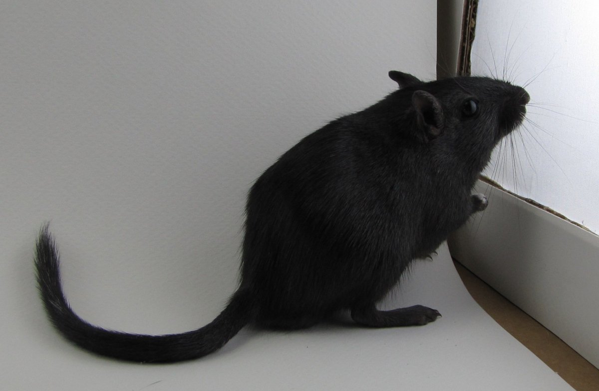 Песчанка черная