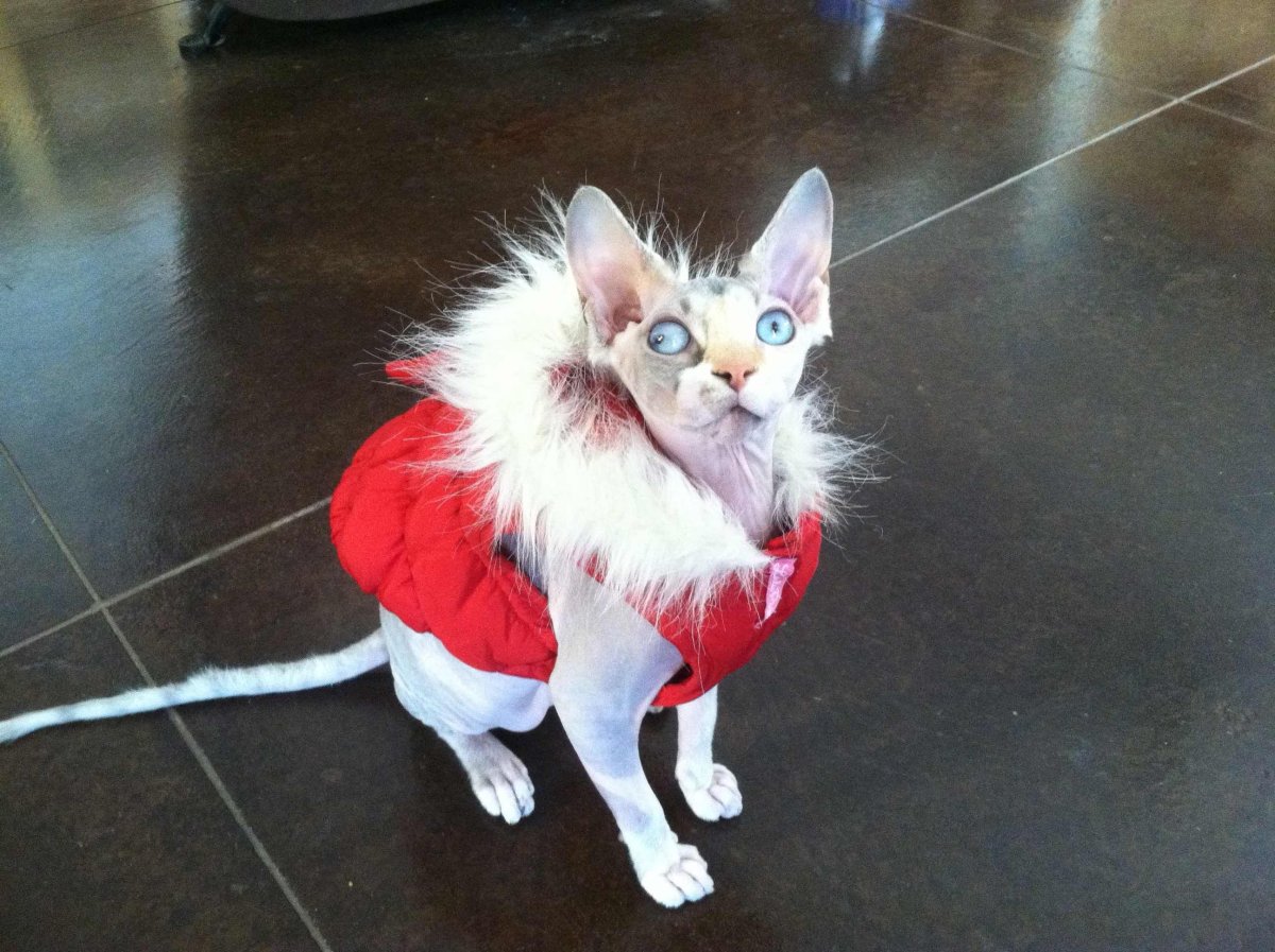 Самый тупой кот