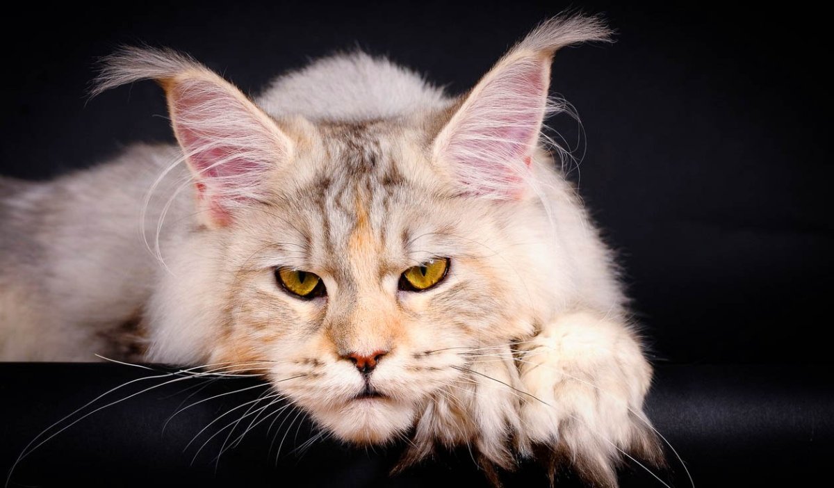 Королевский Мейн кун