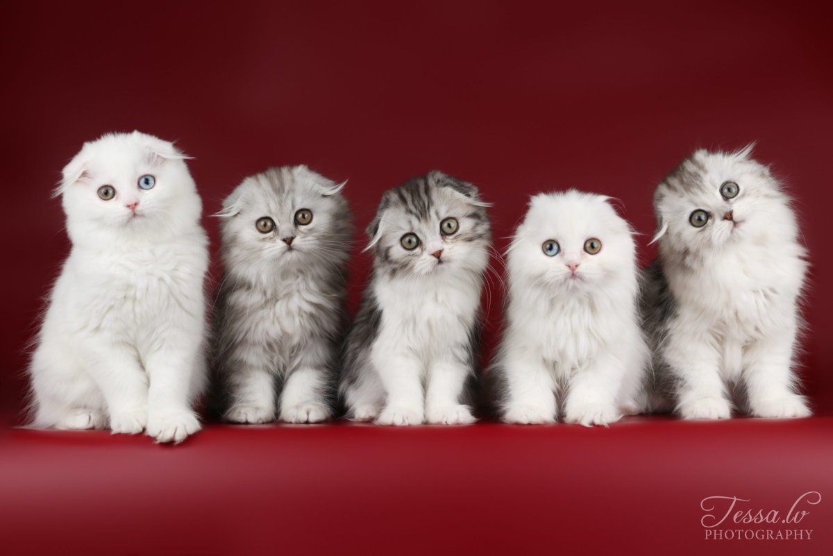 Много разных котиков