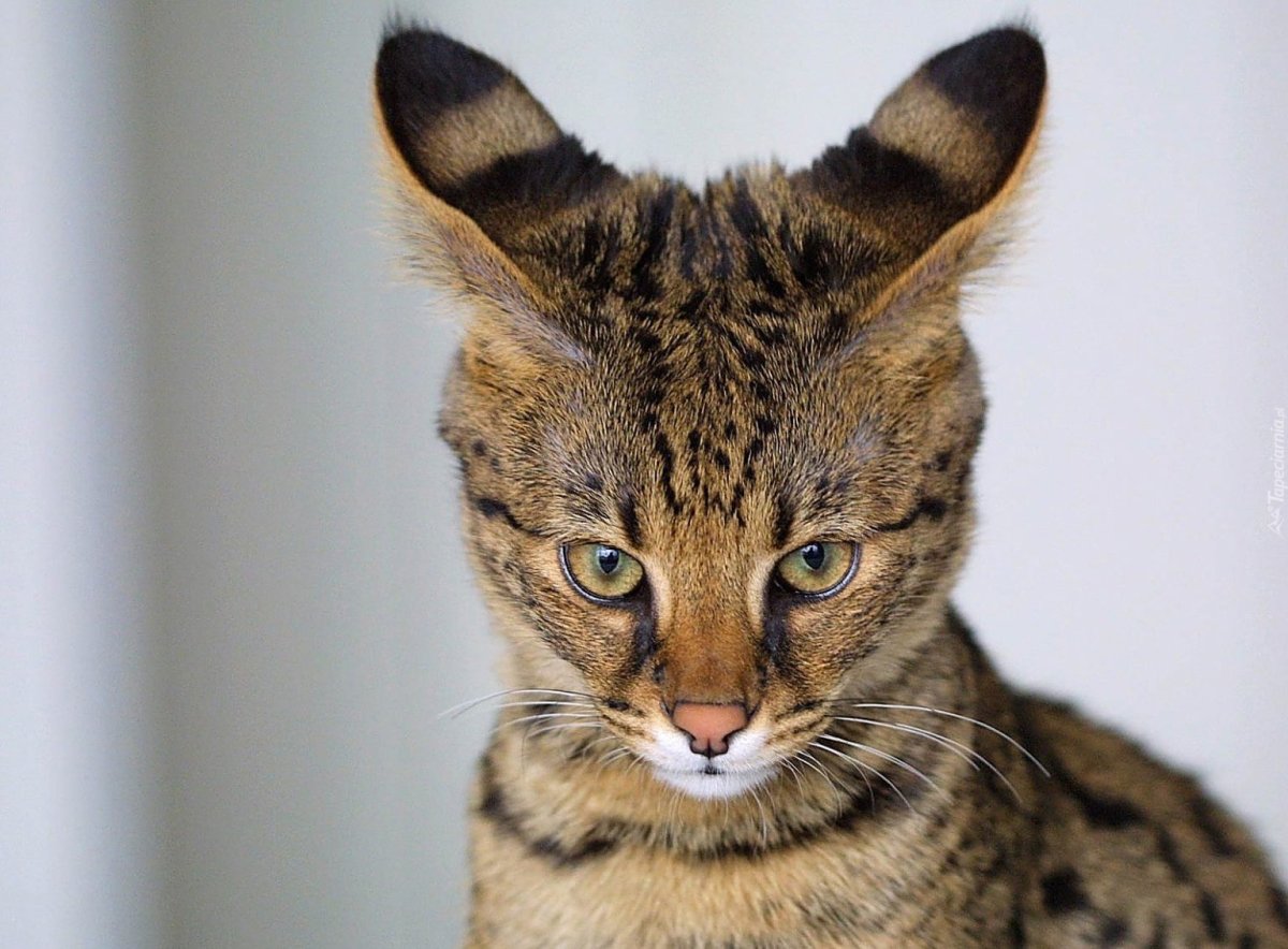 Бурая Саванна кошка