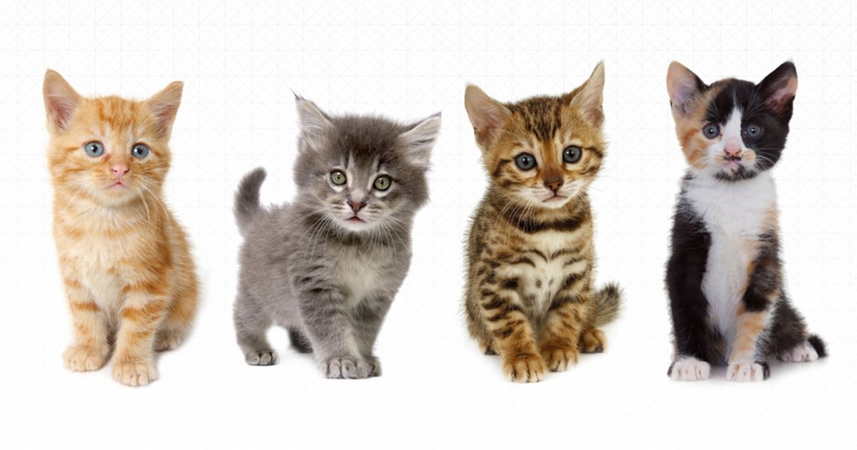 Коты братаны