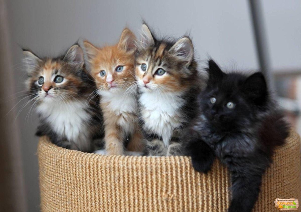 Котята разных пород