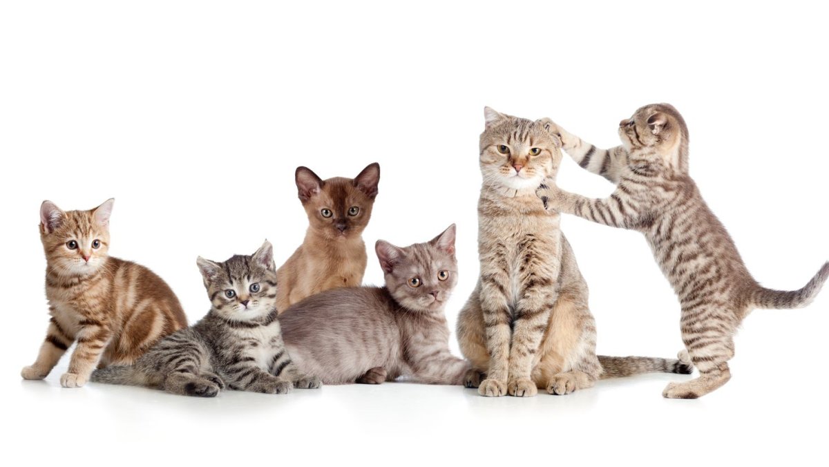 Пятеро котят