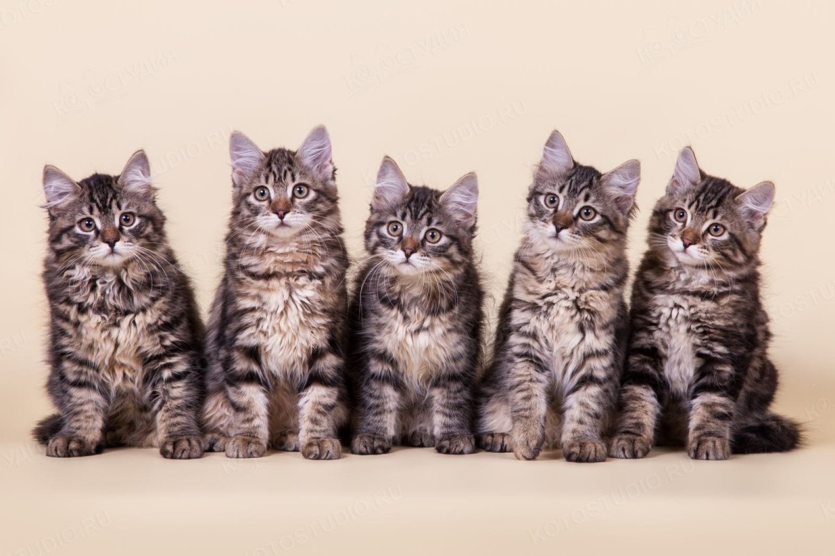 Рагамаффин котята