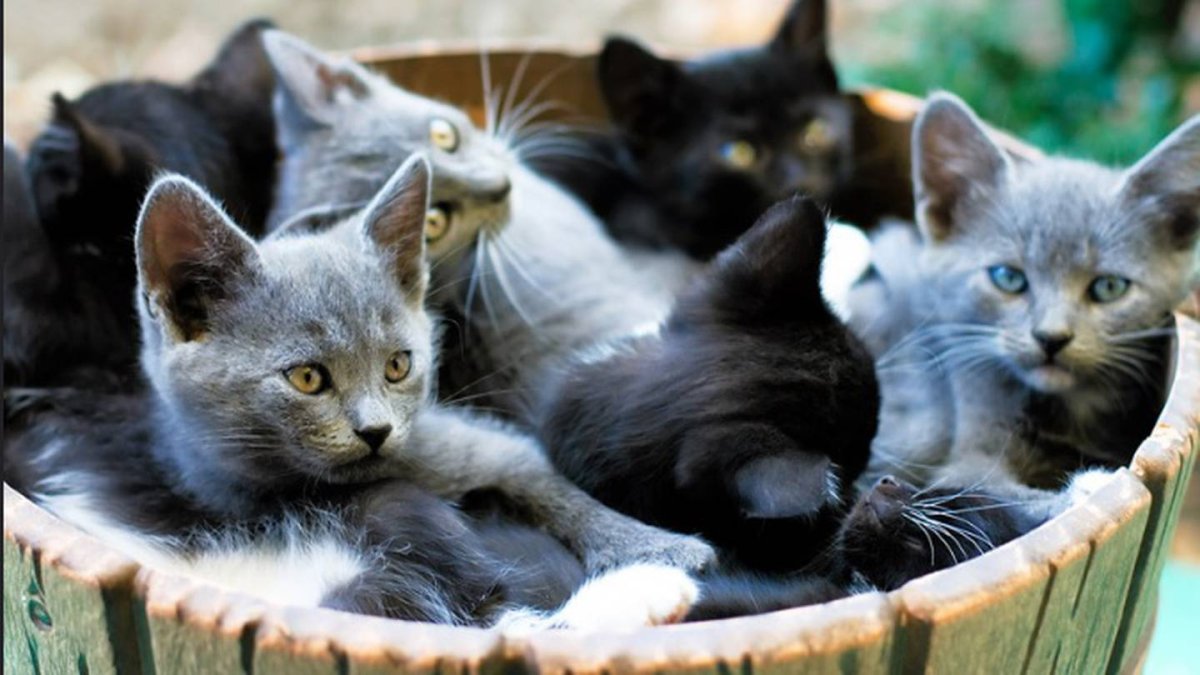 Несколько кошек