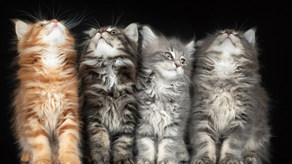 Картинки котят