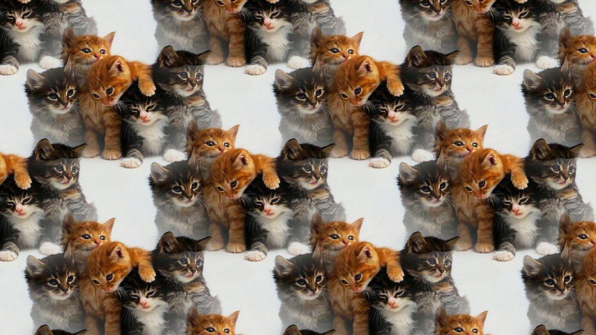 Разные котята