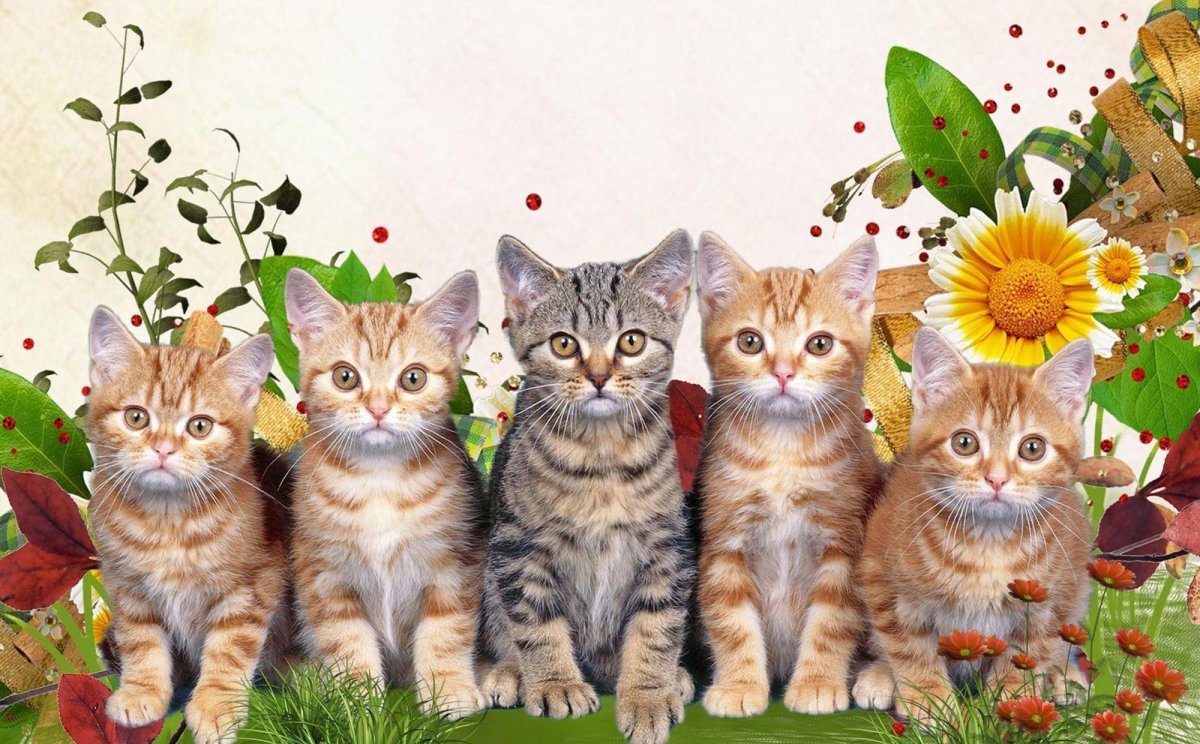 Много кошек