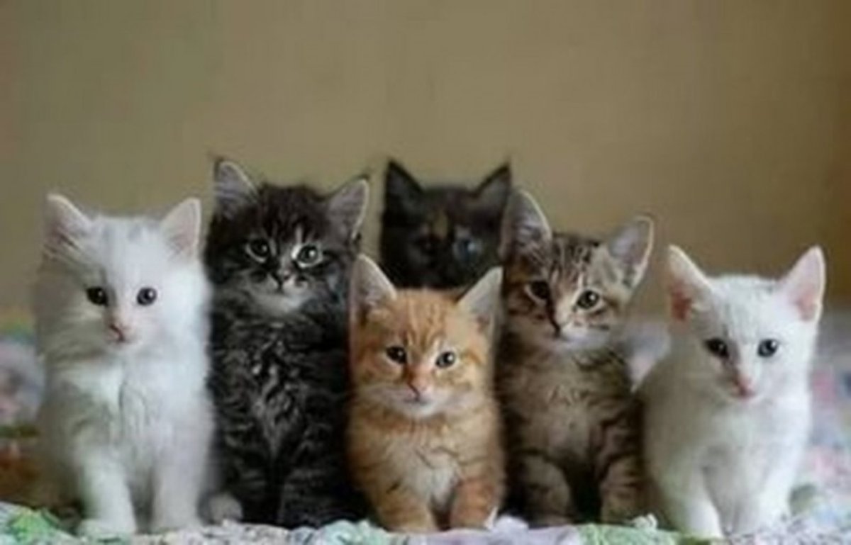Сорок четыре котенка