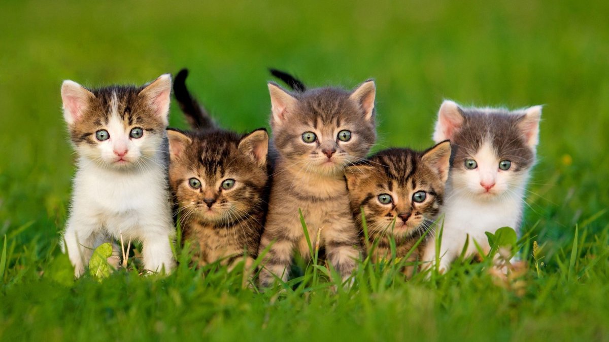 Очень много котят