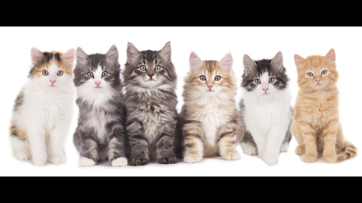 Много кошек разных пород