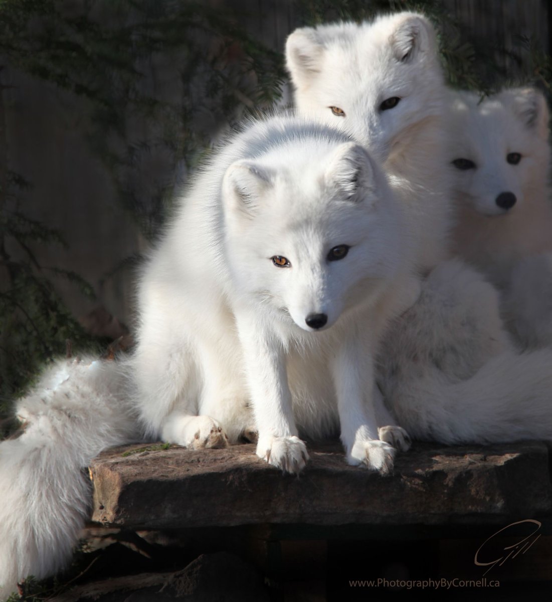 Волк лиса песец