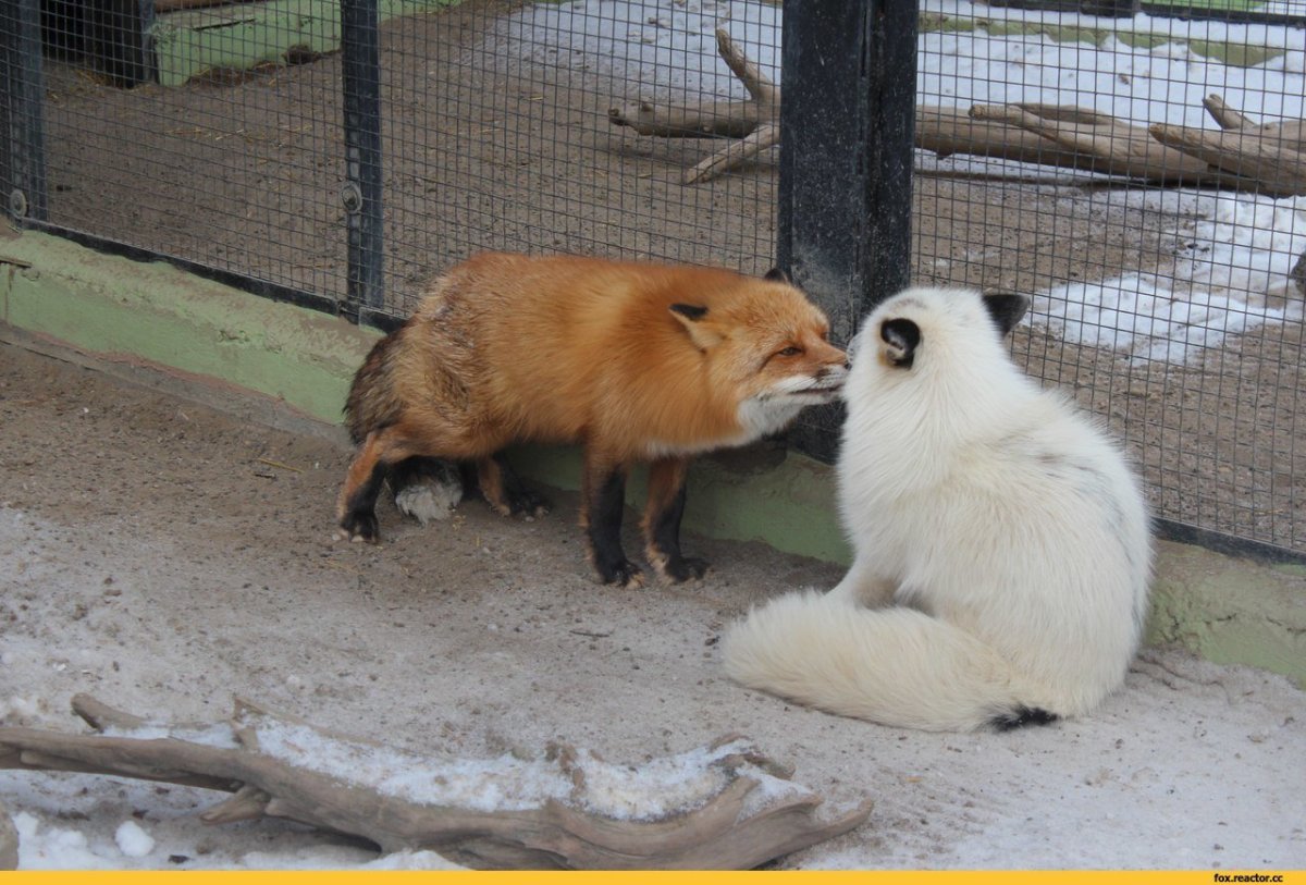 Белая и рыжая лиса