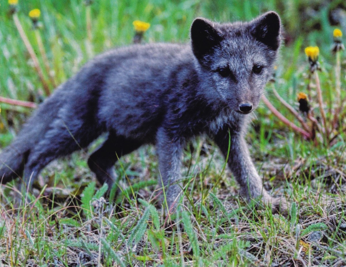 Песец в тундре