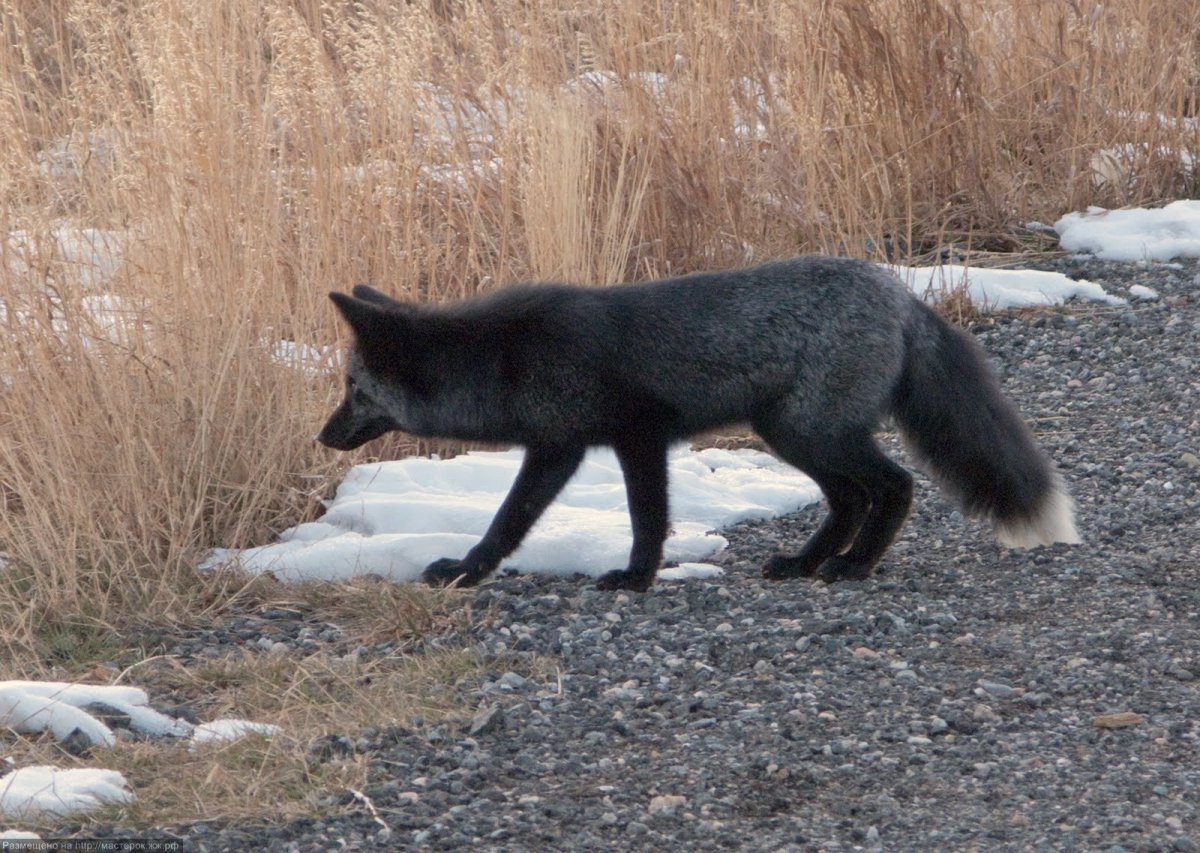 Чернобурая лиса Огненная