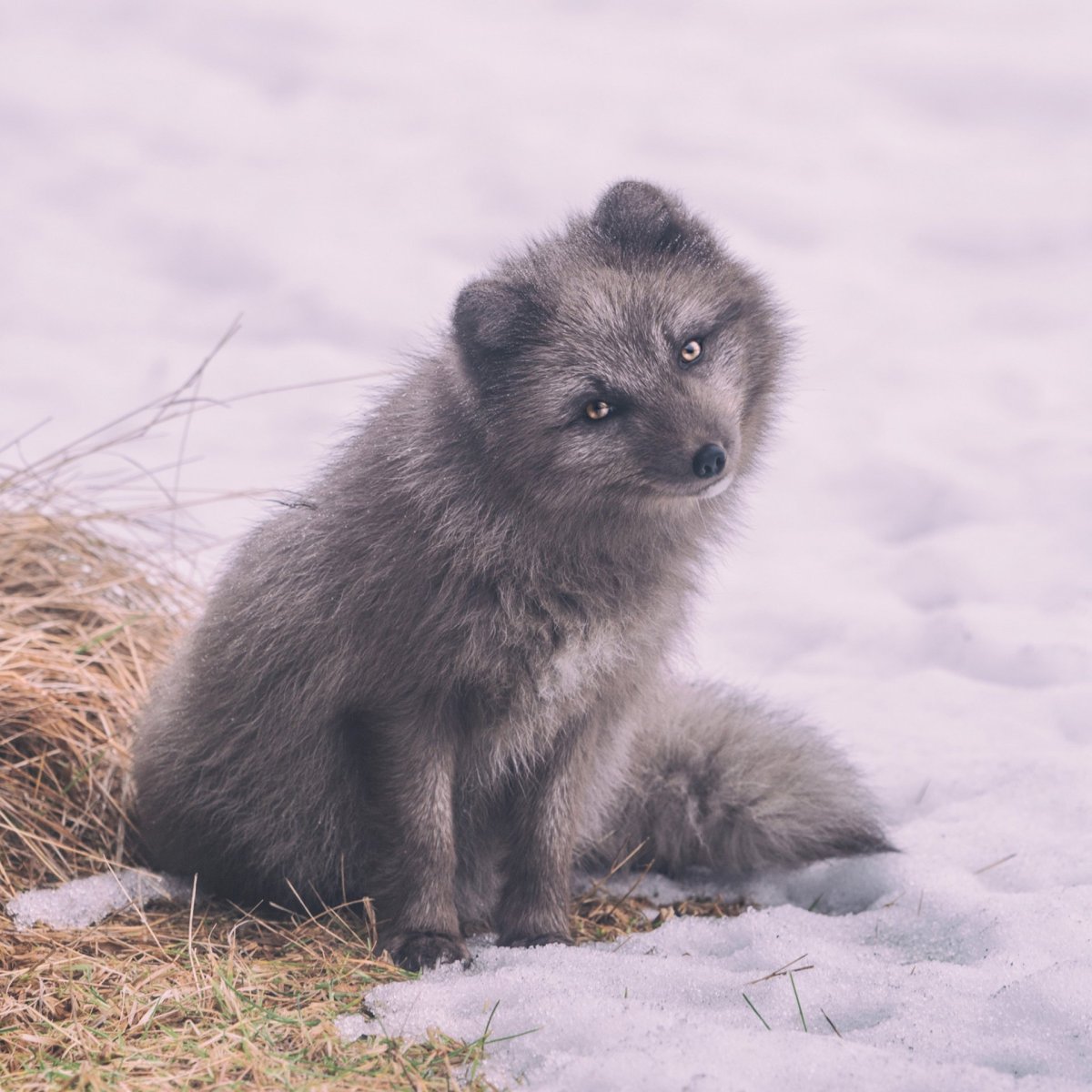 Командорский песец