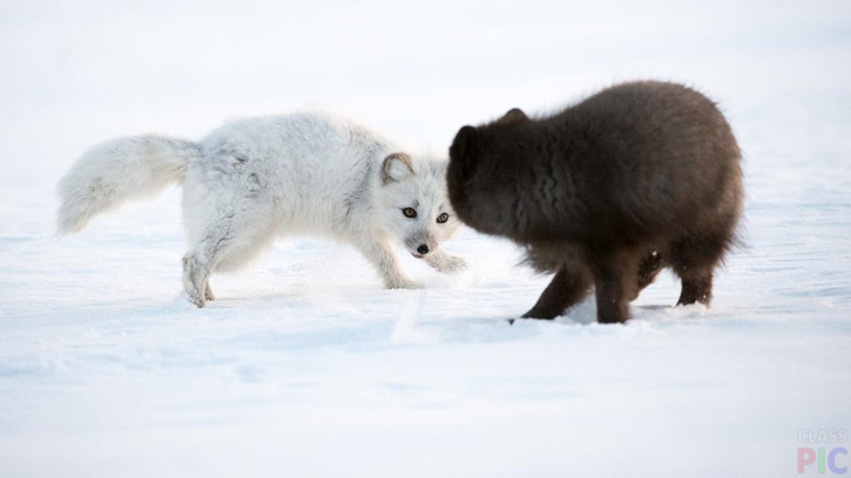 Медновский голубой песец на охоте