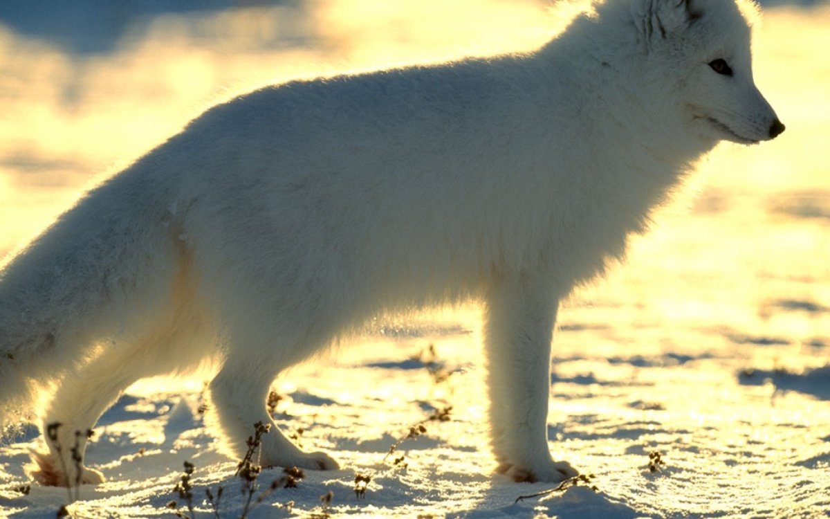 Животные тундры песец