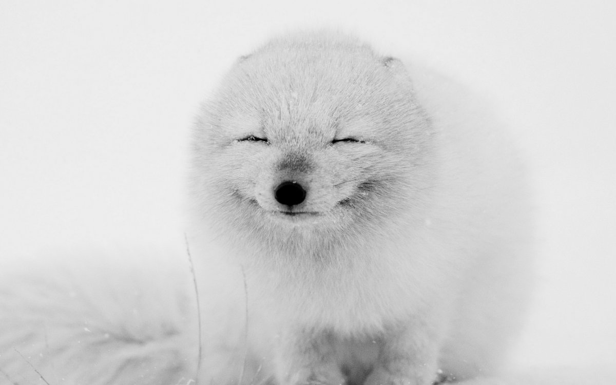 Чучело песца