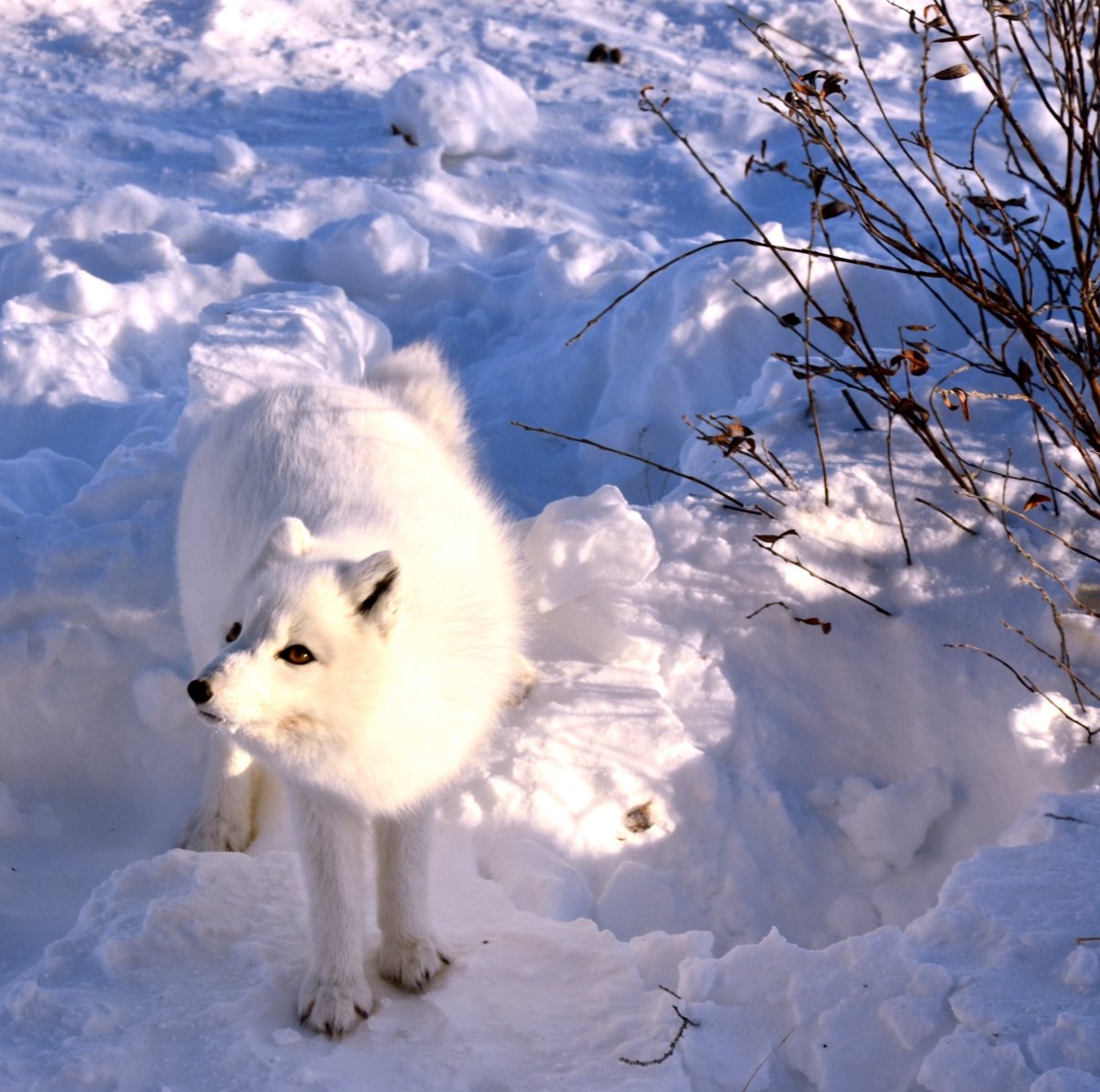 Песец в степи