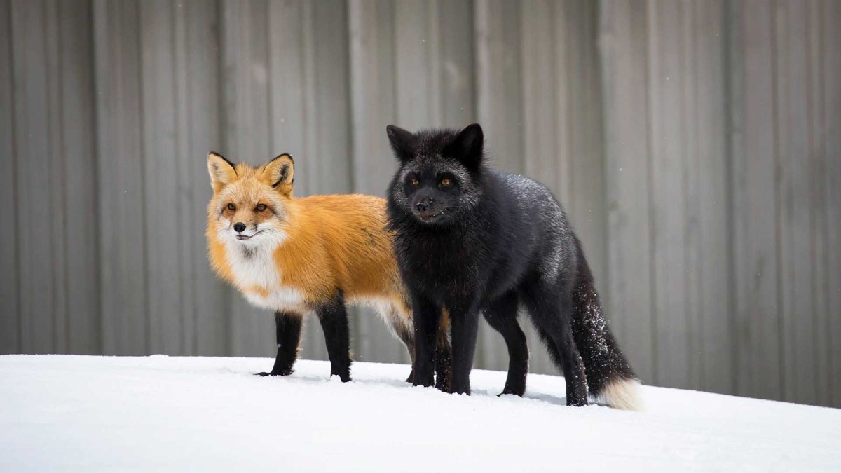 Чернобурая и белая лиса