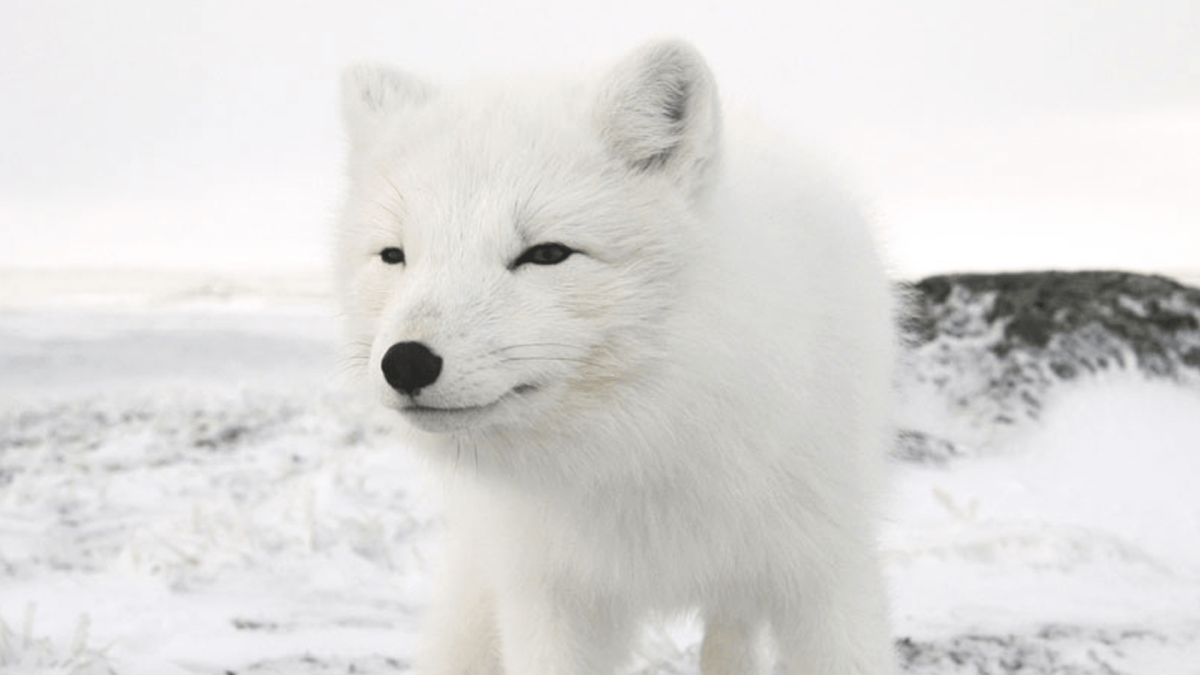 Счастливый песец