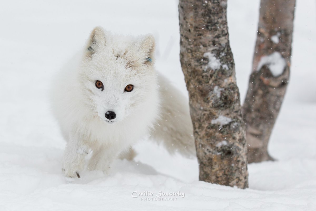 Полярный волк и песец