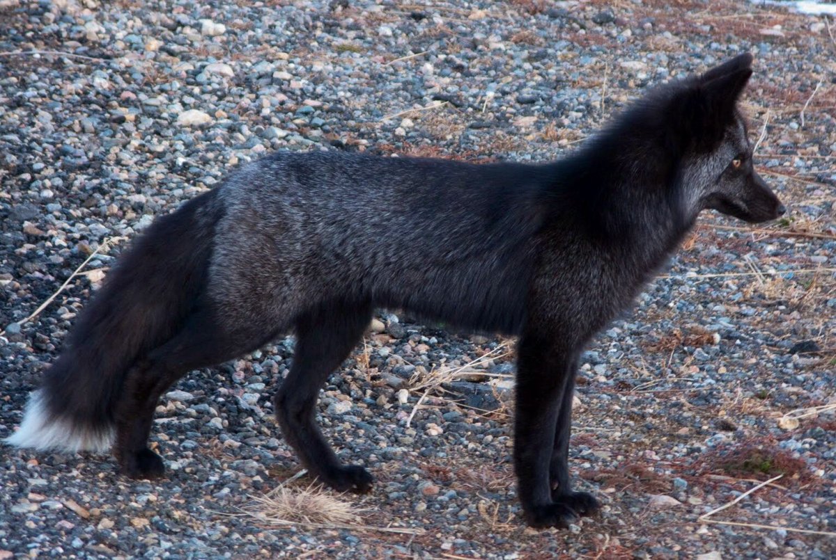 Песец меланист