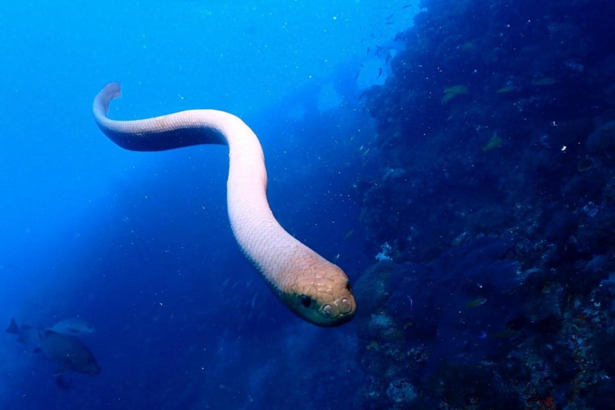 Мурена леопардовая рыба