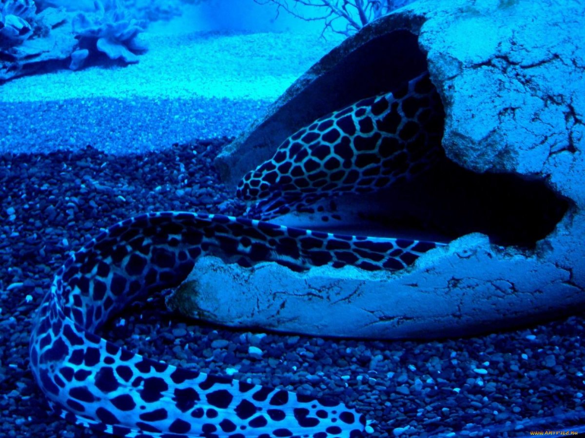 Морская змея мурена