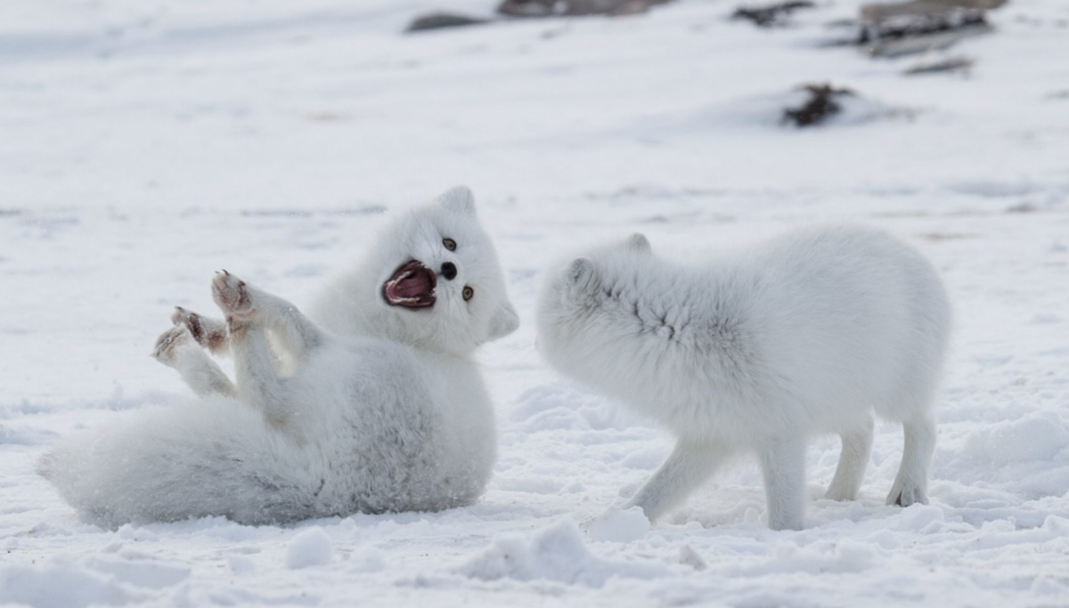 Детеныш с мамой песец Полярный
