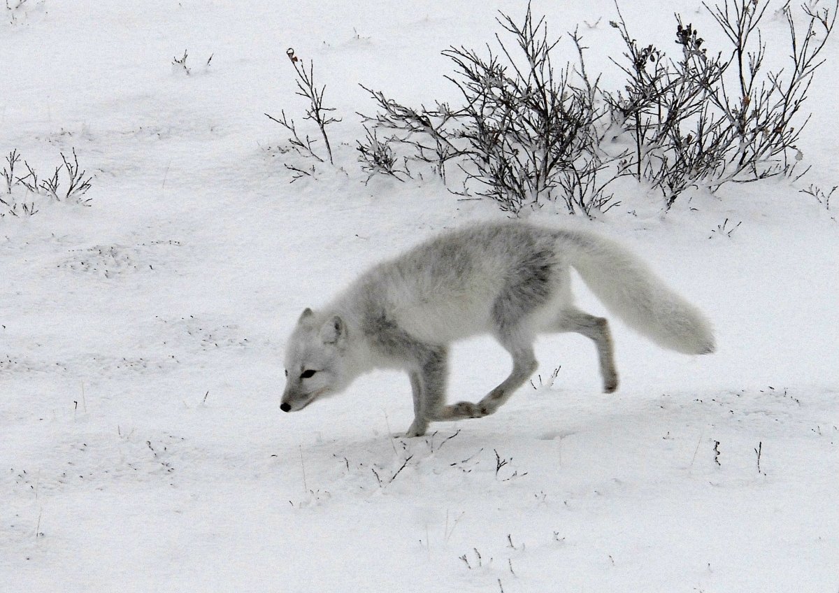 Анатомия песца