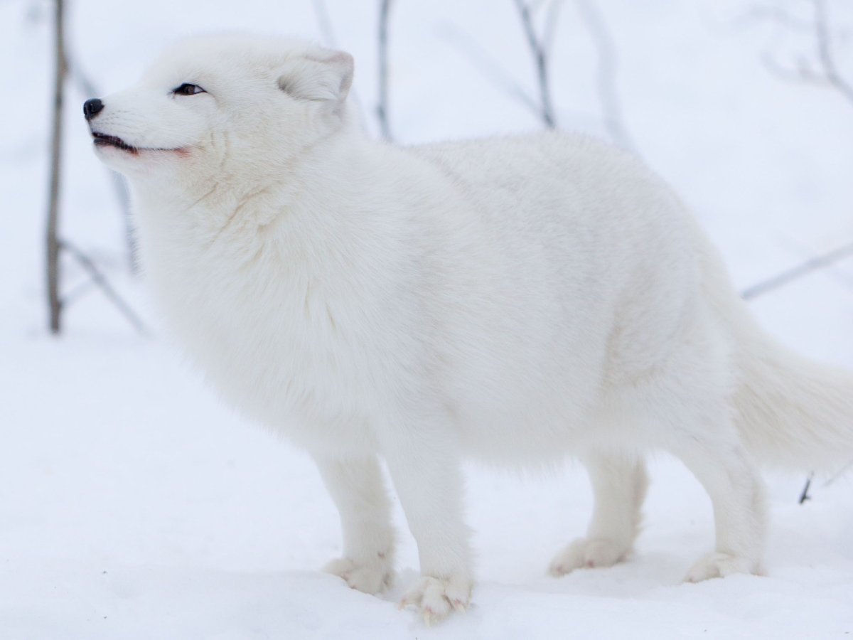 Песец и человек