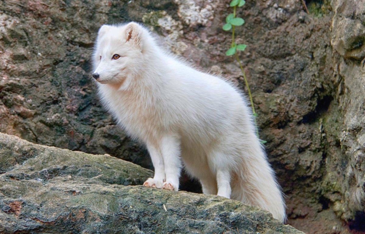 Оранжевый песец