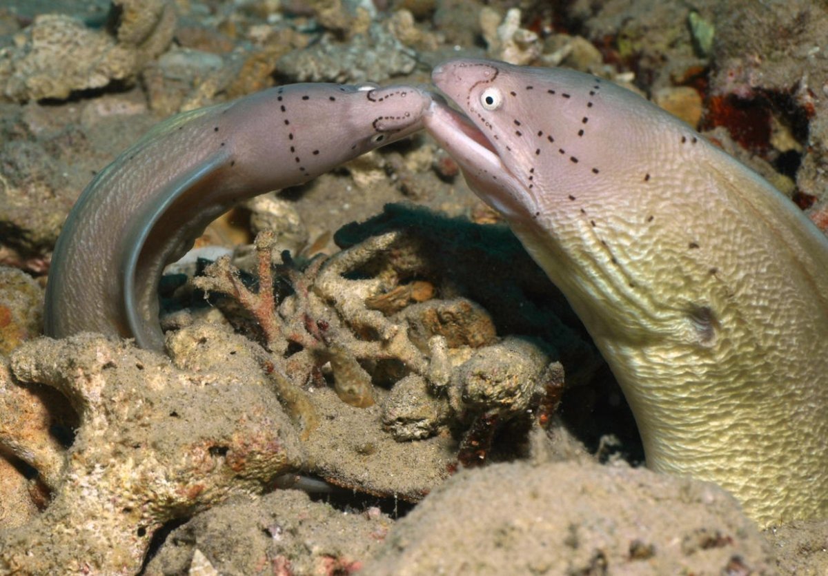 Мурена иллюстрация