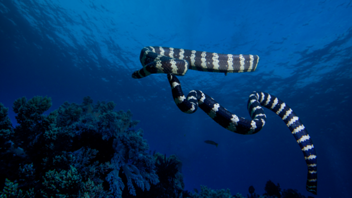 Змея Белчера