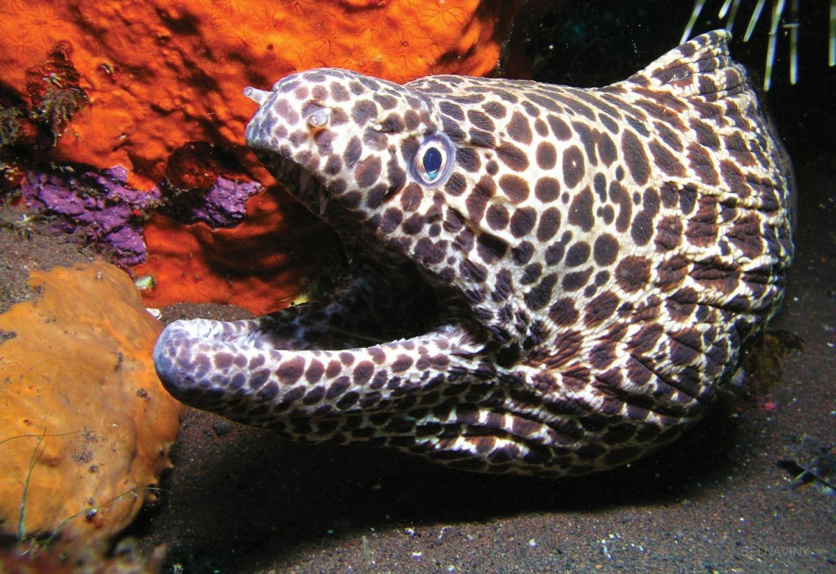 Змея Белчера