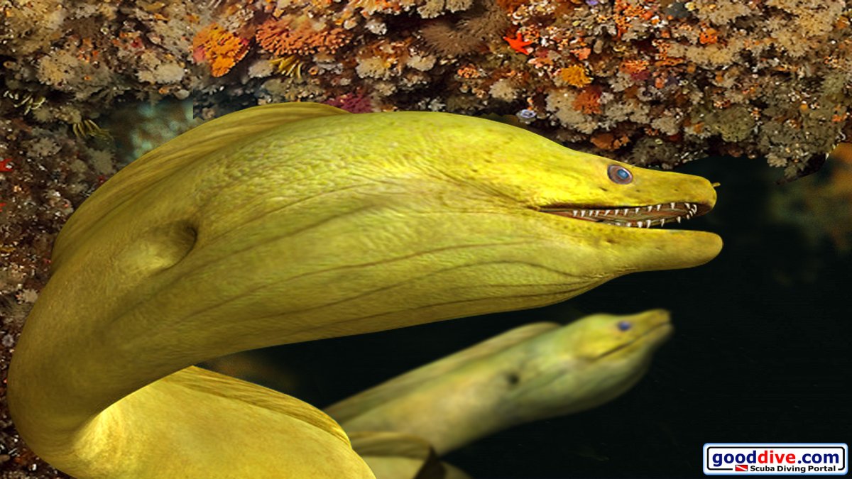 Морской Крайт плоскохвост