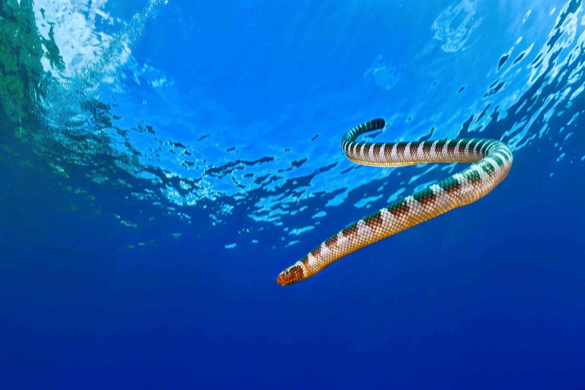 Подводная змея