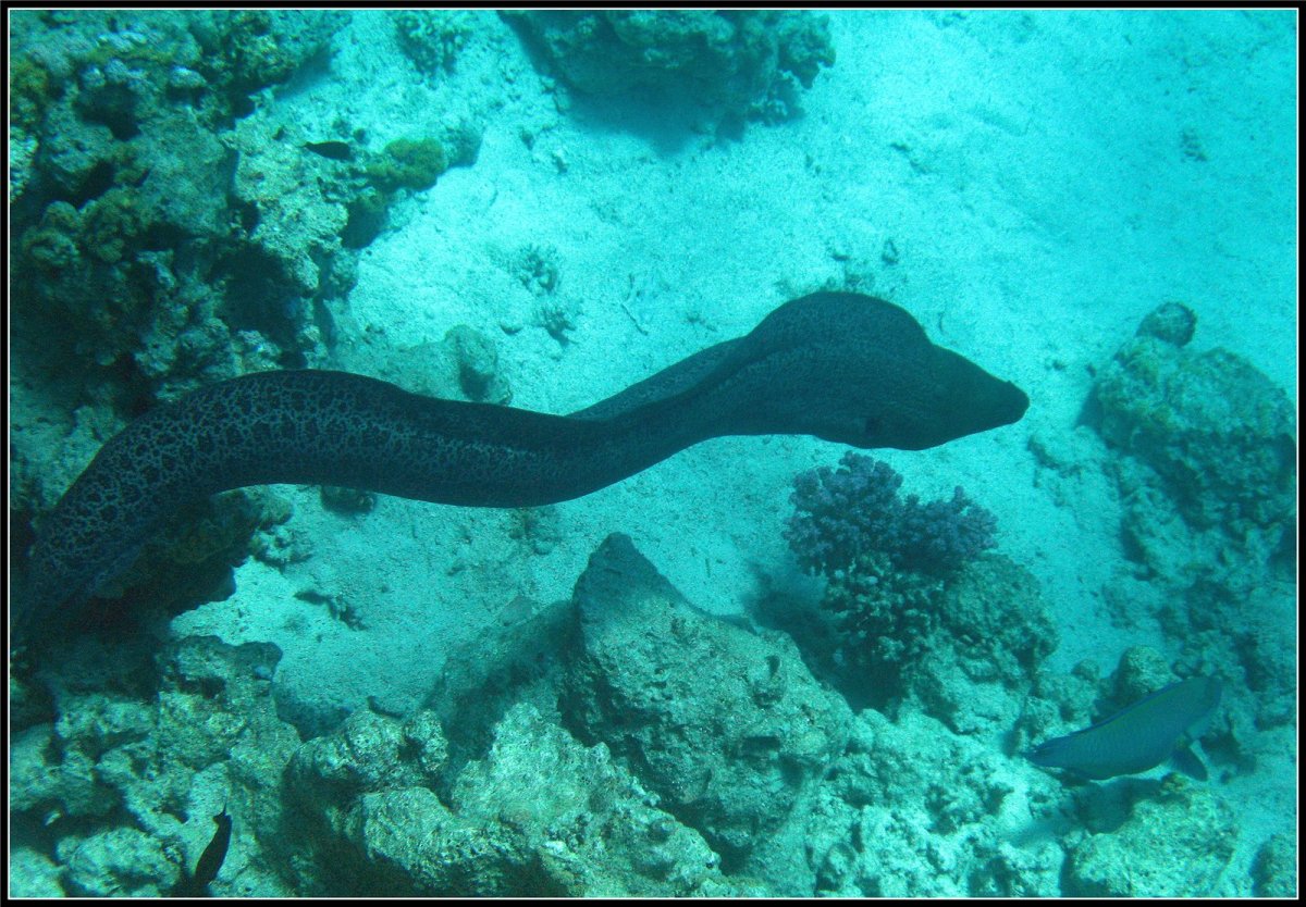 Мурена рыба