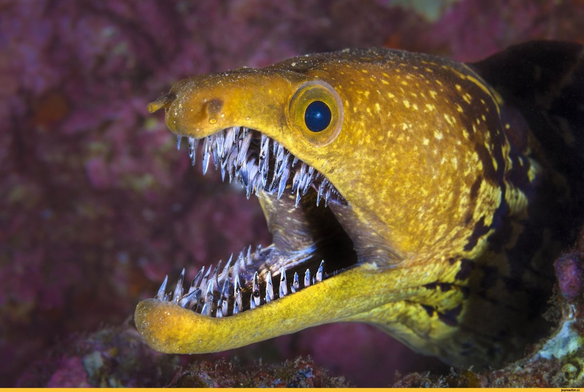 Мурена хищник