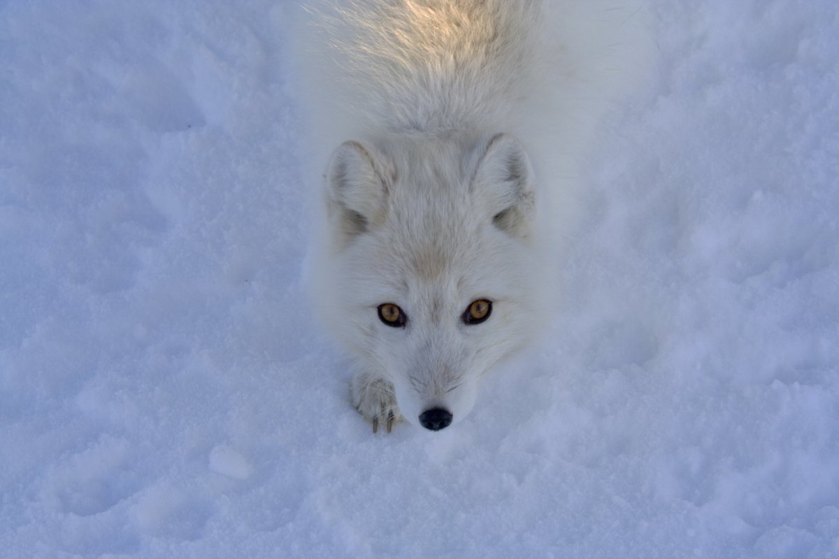 Песец крадется