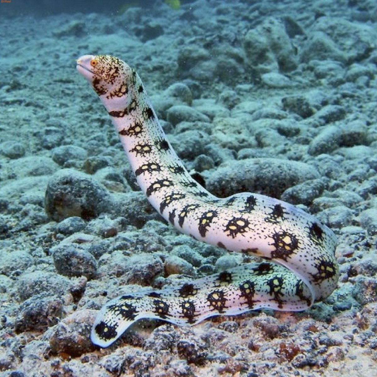 Морская змея мурена