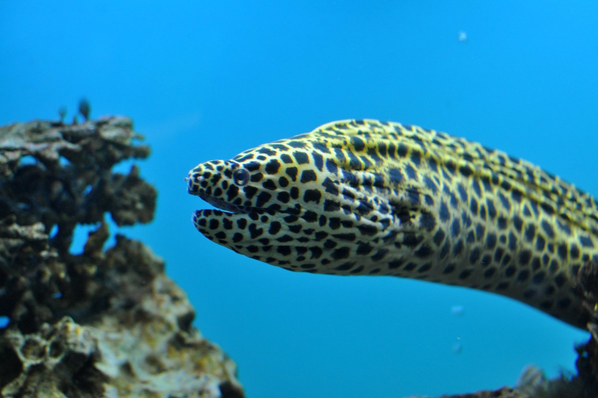 Тигровая мурена