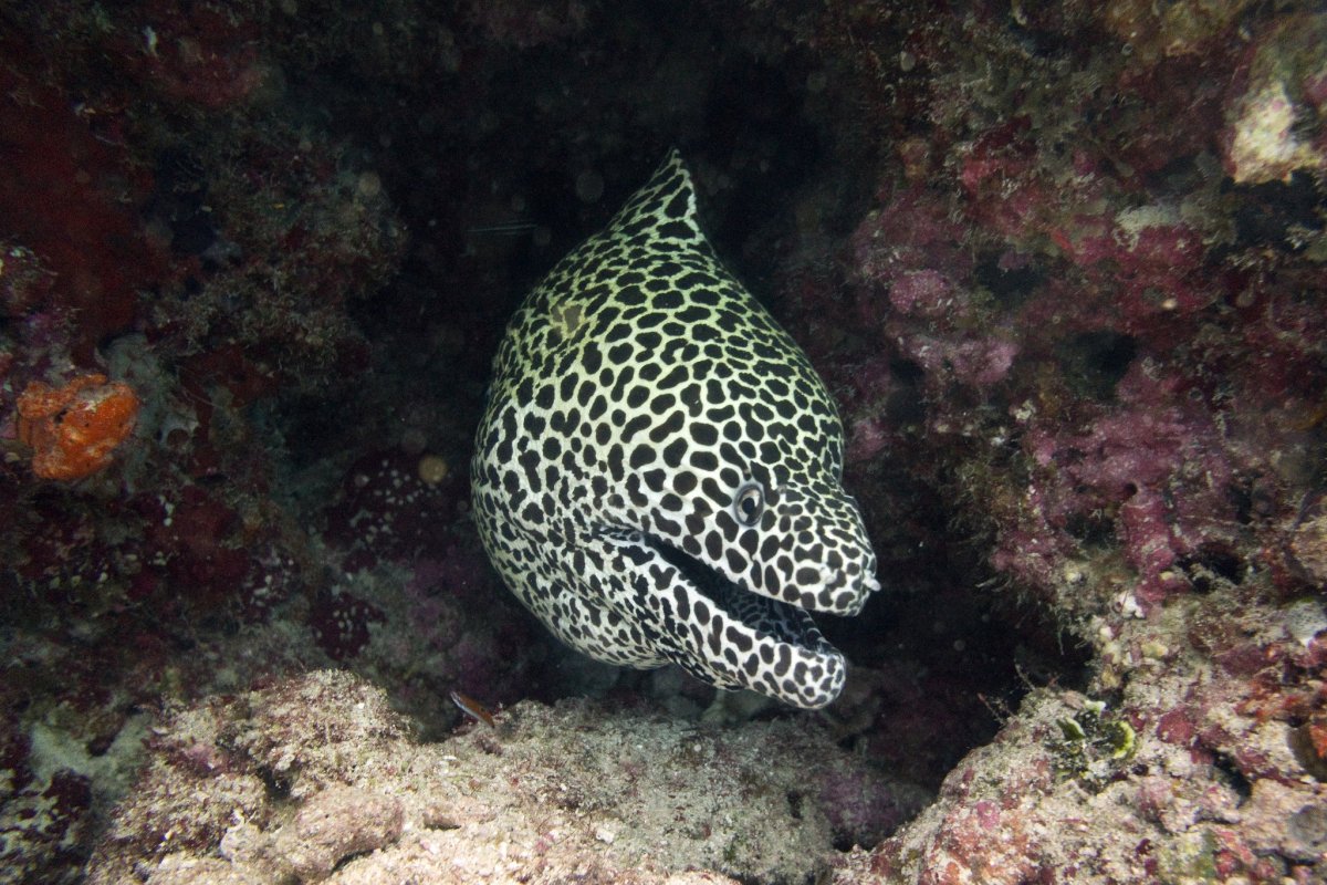 Черная мурена на Мальдивах