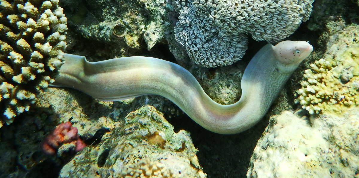 Белая мурена на Мальдивах