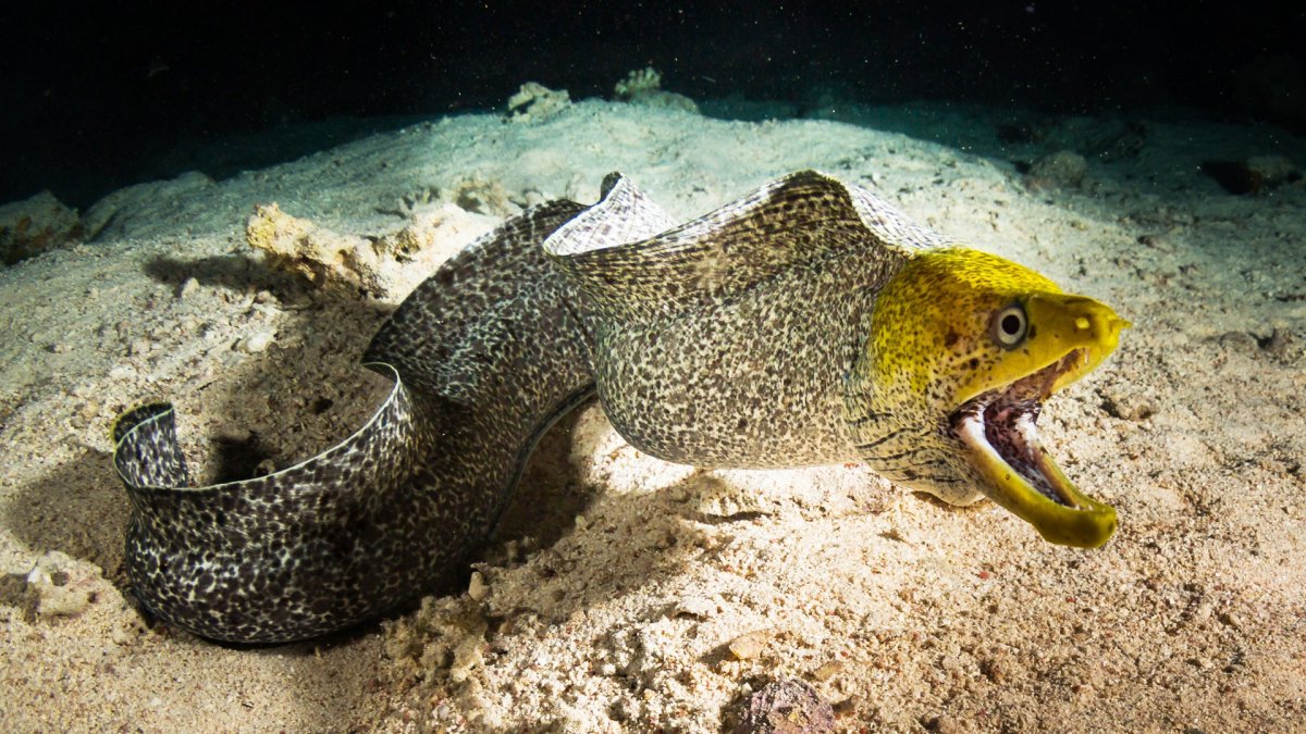 Мурена гадюка