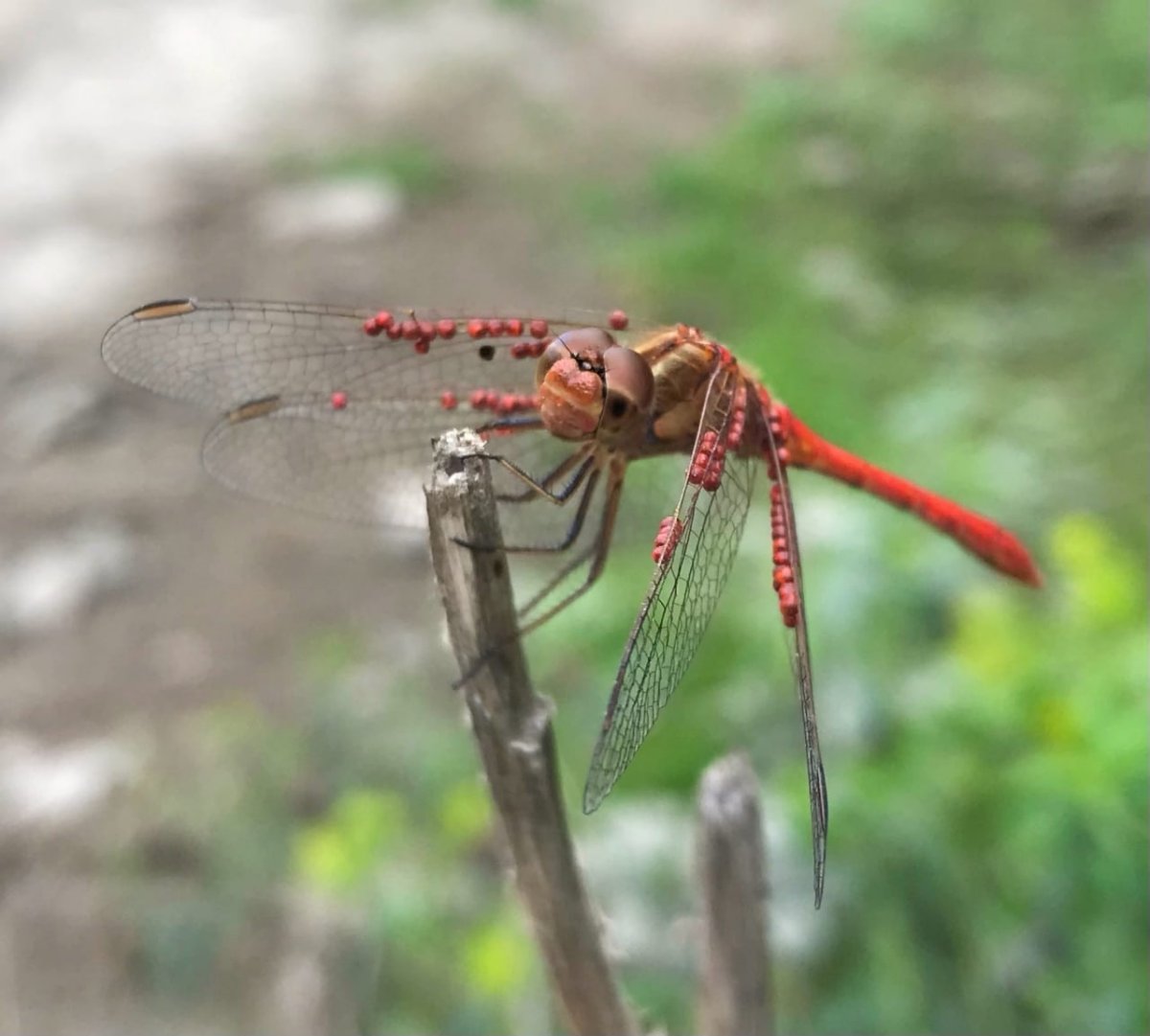 Стрекоза Южная Sympetrum meridionale