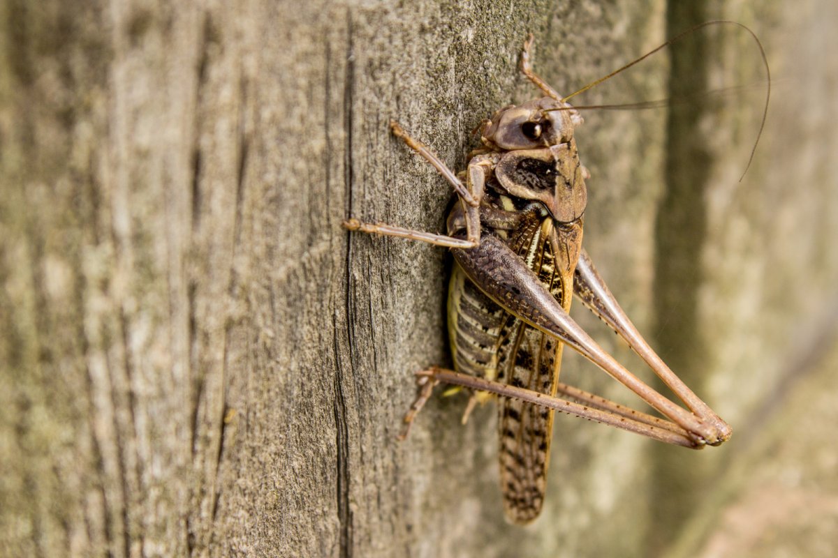Пума Саранча